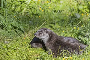 Two Eurasian otter (Lutra lutra)