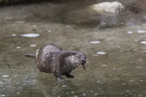 One Eurasian otter (Lutra lutra)