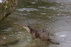 One Eurasian otter (Lutra lutra)