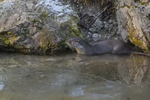One Eurasian otter (Lutra lutra)