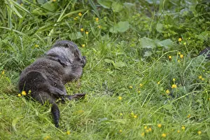 One Eurasian otter (Lutra lutra)