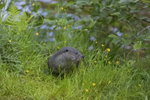 One Eurasian otter (Lutra lutra)