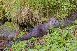 An Eurasian otter (Lutra lutra)