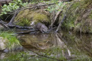 One Eurasian otter (Lutra lutra)