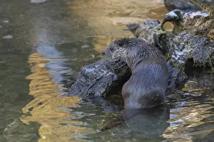 One Eurasian otter (Lutra lutra)