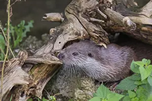 One Eurasian otter (Lutra lutra)