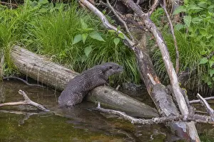 One Eurasian otter (Lutra lutra)