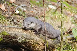 Eurasian otter (Lutra lutra) in the forest