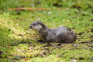 Eurasian otter (Lutra lutra) on a meadow in the bavarian forest