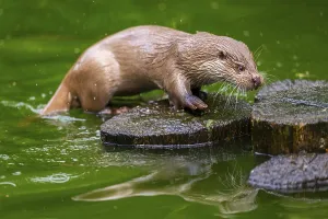 Eurasian otter (Lutra lutra) on an old tree trunk in the water