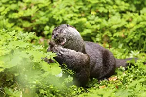 Eurasian otter (Lutra lutra) playing with each other in the grass