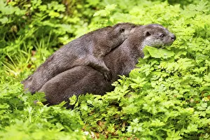 Eurasian otter (Lutra lutra) playing with each other in the grass