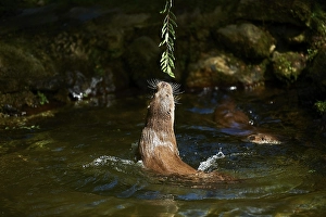 Eurasian otter (Lutra lutra), playing in the water
