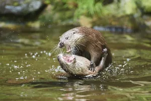 Eurasian otter (Lutra lutra), playing with each other in the water