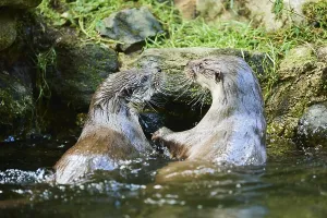 Eurasian otter (Lutra lutra), playing with each other in the water