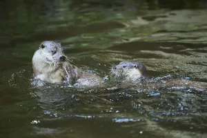 Eurasian otter (Lutra lutra), playing with each other in the water