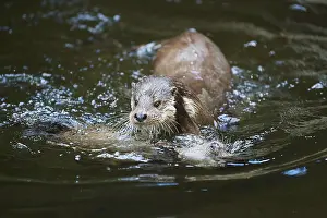 Eurasian otter (Lutra lutra), playing with each other in the water