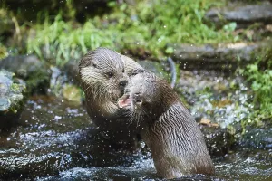 Eurasian otter (Lutra lutra), playing with each other in the water