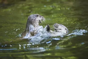 Eurasian otter (Lutra lutra), playing with each other in the water