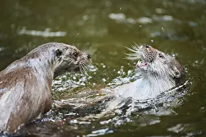 Eurasian otter (Lutra lutra), playing with each other in the water