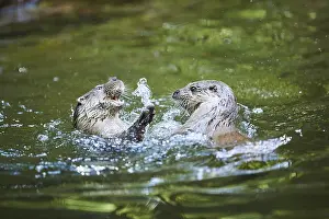 Eurasian otter (Lutra lutra), playing with each other in the water
