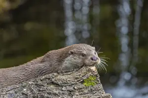 One Eurasian otter (Lutra lutra) resting on a log in front of a little cascade
