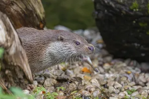 One Eurasian otter (Lutra lutra) resting on the pebbles of a river bank between a log and some green vegetation