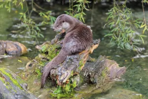 A Eurasian otter (Lutra lutra) rests on a root of a tree with some moss on it lying in the water