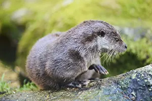 Eurasian otter (Lutra lutra) on a rock in the bavarian forest