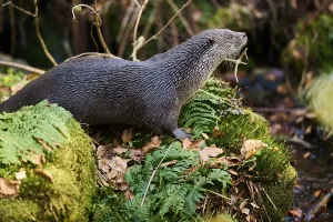 Eurasian otter (Lutra lutra) on a rock in the bavarian forest