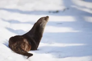 Eurasian otter (Lutra lutra) in snow
