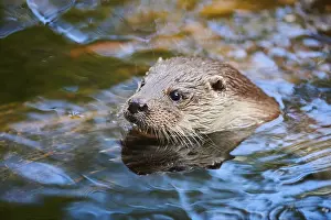 Eurasian otter (Lutra lutra), swimming in the water