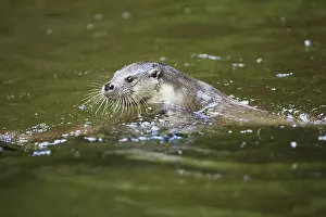 Eurasian otter (Lutra lutra), swimming in the water