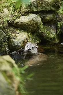 Eurasian otter (Lutra lutra), swimming in the water