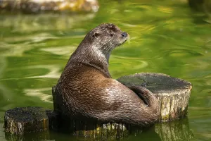 Eurasian otter (Lutra lutra) on a tree trunk in the water of a little lake