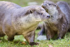 Eurasian otters (Lutra lutra) playing on a meadow in the bavarian forest