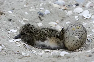 Eurasian oystercatcher (Haematopus ostralegus)
