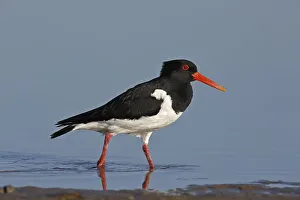 Eurasian oystercatcher (Haematopus ostralegus)