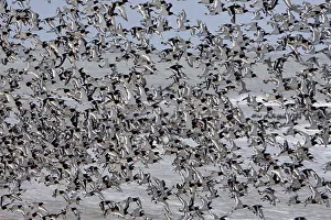 Eurasian oystercatcher (Haematopus ostralegus)