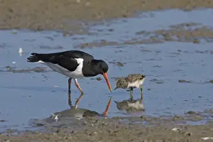 Eurasian Oystercatcher (Haematopus ostralegus)