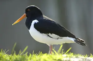 Eurasian Oystercatcher (Haematopus ostralegus)