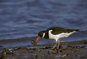 Eurasian oystercatcher (Haematopus ostralegus)
