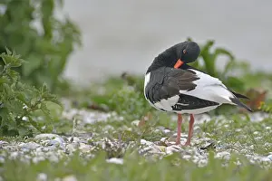 Eurasian oystercatcher (Haematopus ostralegus)
