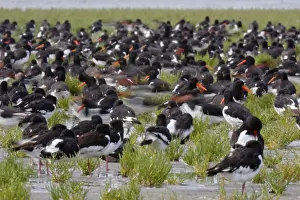 Eurasian oystercatcher (Haematopus ostralegus)
