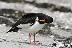 Eurasian oystercatcher (Haematopus ostralegus)