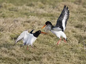 Eurasian Oystercatcher (Haematopus ostralegus)