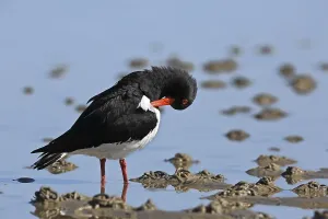 Eurasian oystercatcher (Haematopus ostralegus)