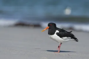Eurasian Oystercatcher (Haematopus ostralegus)