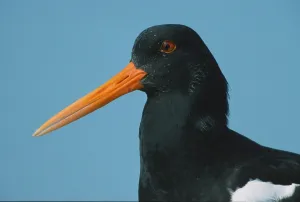 Eurasian oystercatcher (Haematopus ostralegus)