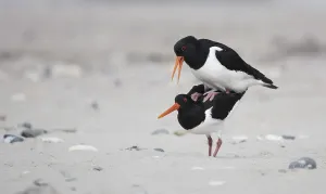 Eurasian oystercatcher (Haematopus ostralegus)